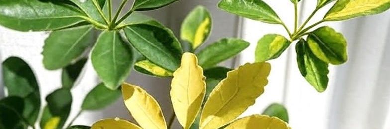 MasoodSep's profile banner image