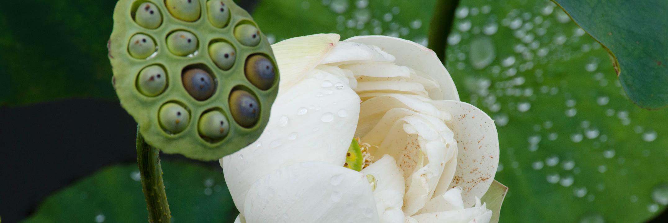 EvergladesCele's profile banner image