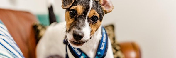 BlueCrossPA Profile Banner