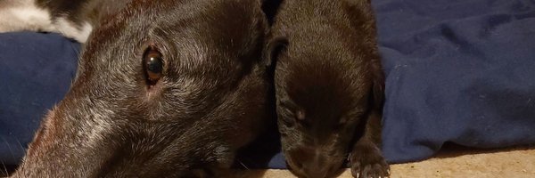 figjamben Profile Banner