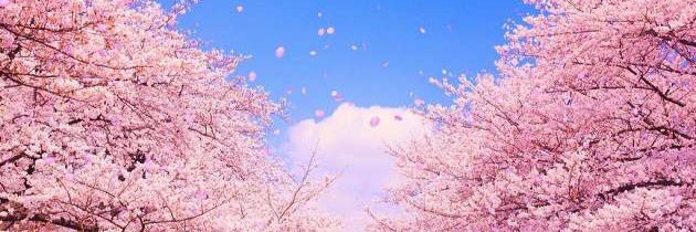 Akane(Vtuber) banner