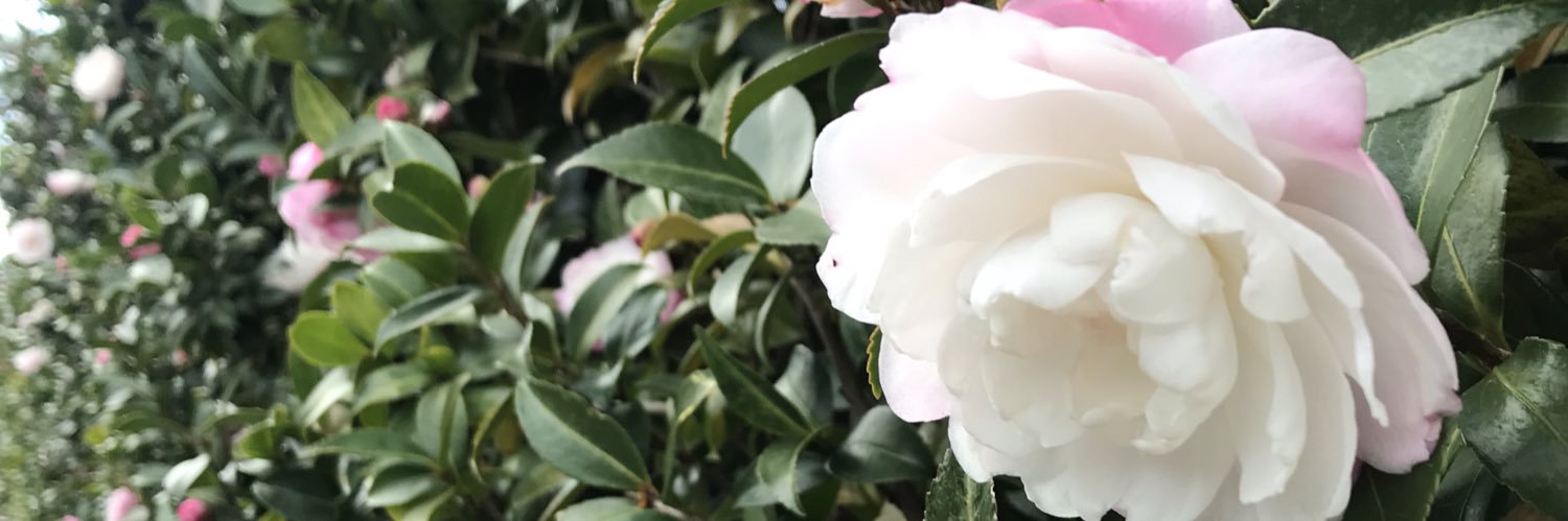 header image