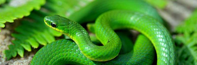 Texas_Snakes's profile banner image