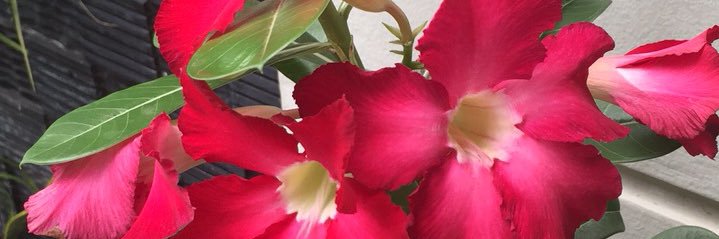 Prillaanias's profile banner image