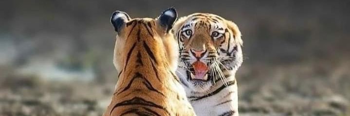 jayyrimal's profile banner image