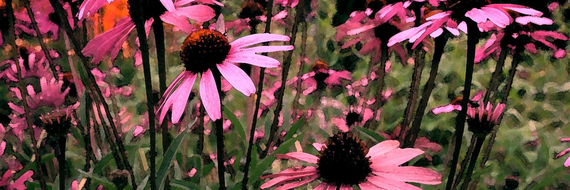 DittosBlog's profile banner image