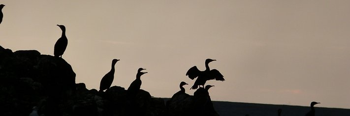 Emma Cunningham banner