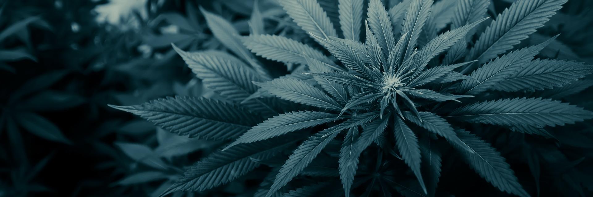 SmokeandPaperCO's profile banner image
