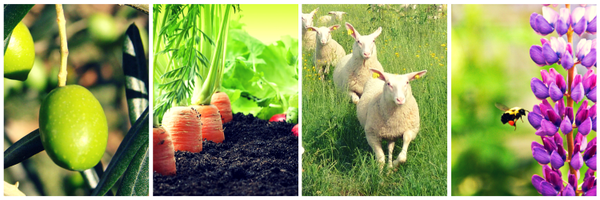 FDSEA06 Profile Banner