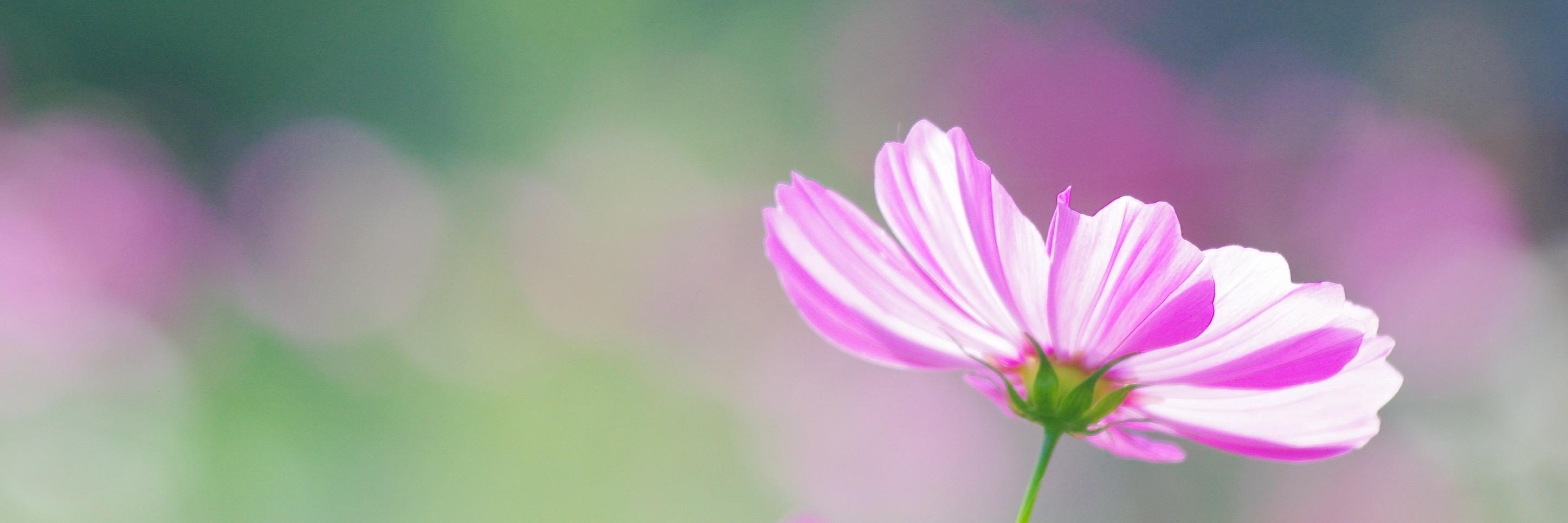 cosmos / こすもす banner