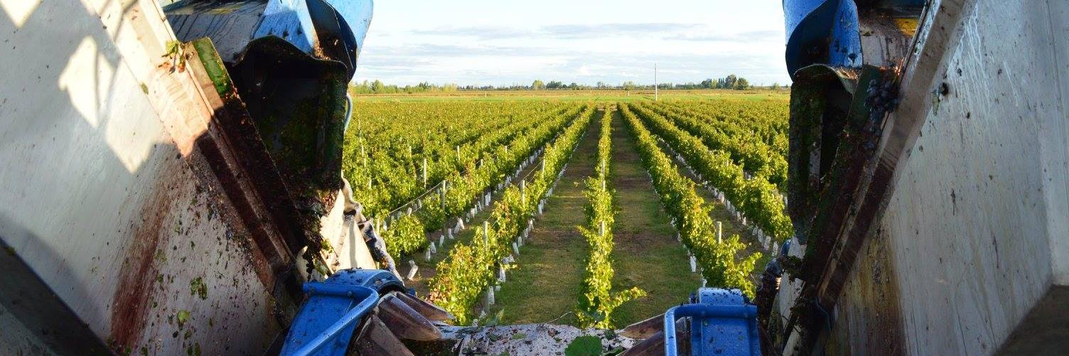 LamuchiWines's profile banner image