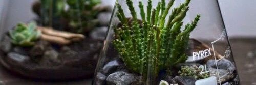 plantalogia's profile banner image
