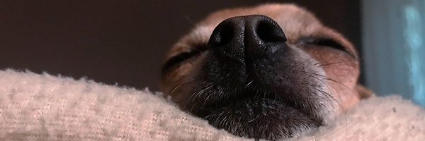 lazampa Profile Banner