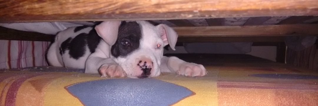 titia do lucca sz banner