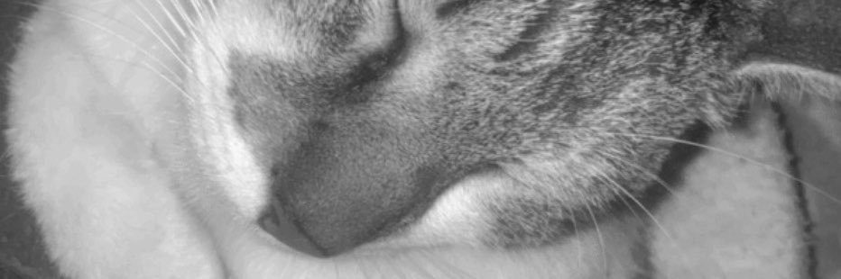 solodetti5's profile banner image