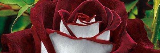 denisedowse's profile banner image