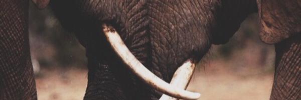 VFAnimals Profile Banner