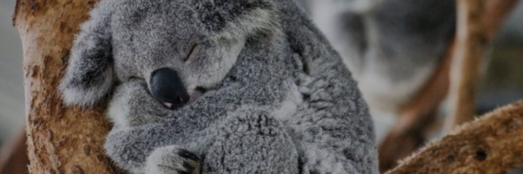 Ko-chama🐨 banner