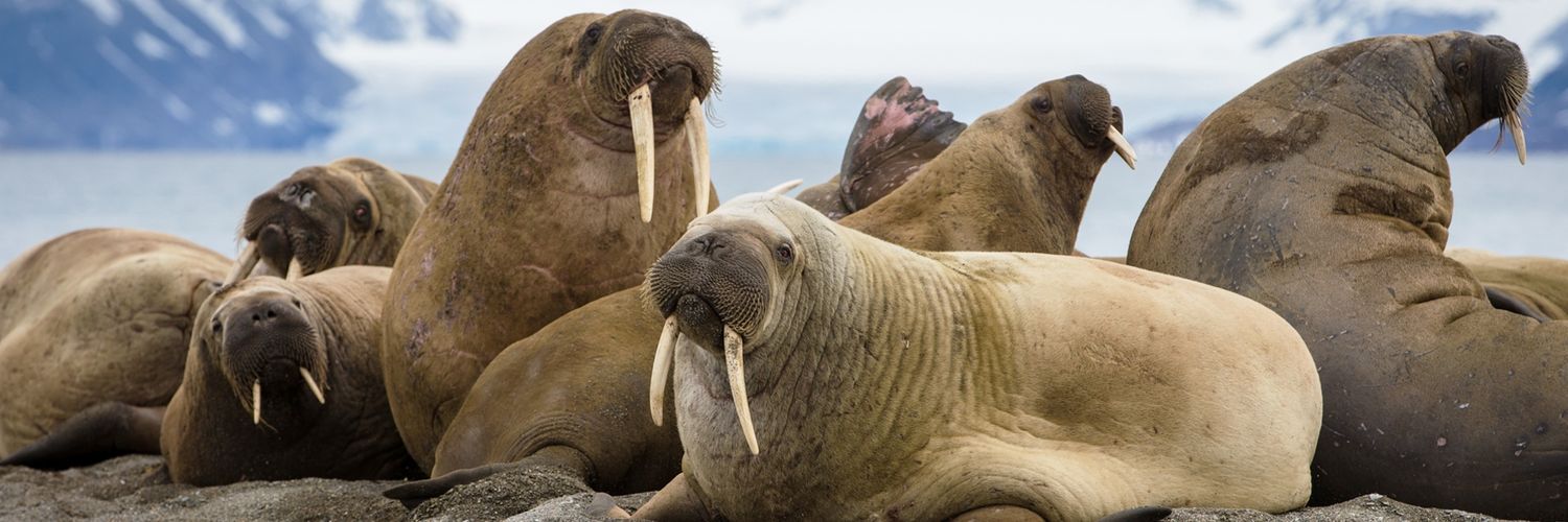 SFLWalruses's profile banner image