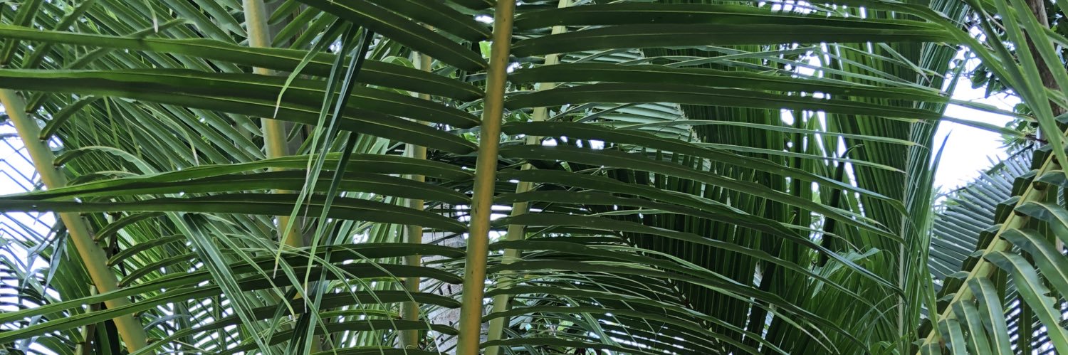 oolises88's profile banner image