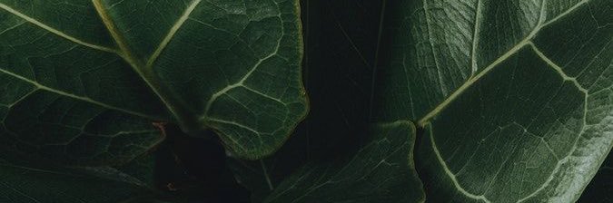 apisAlzani's profile banner image