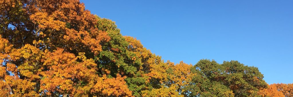 AndreaShuman's profile banner image