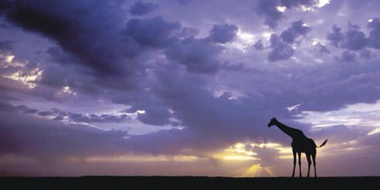 NAlmoammar's profile banner image