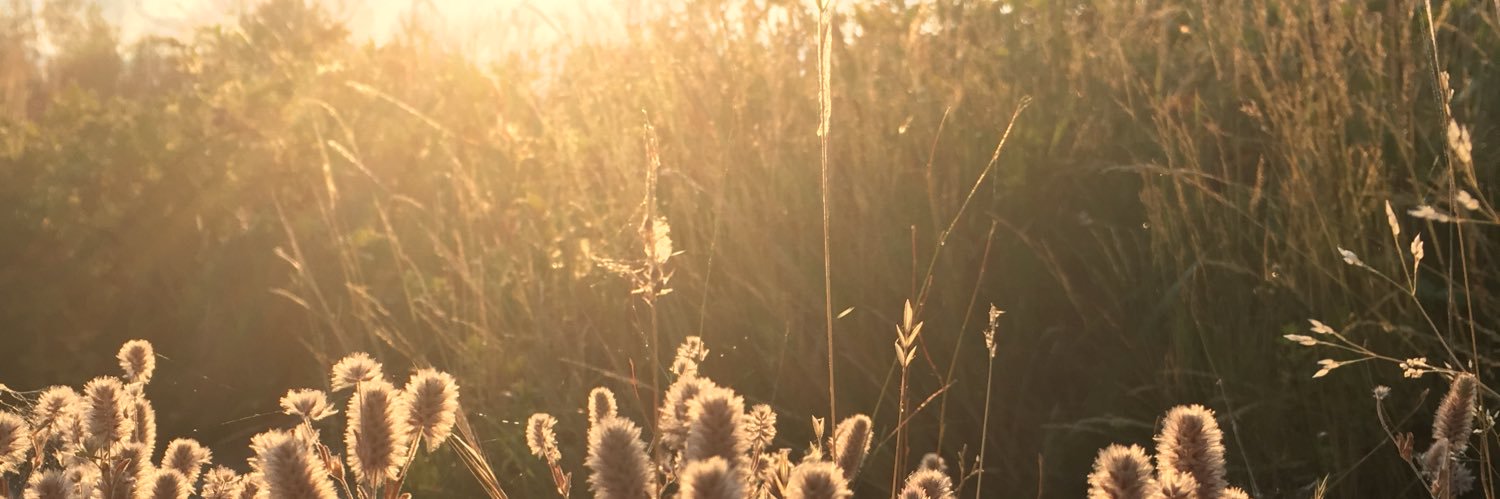 WildlyRooted's profile banner image