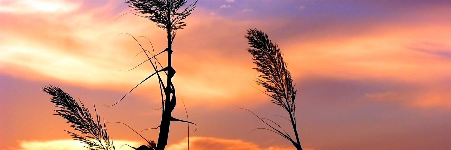 Buddi_Setiyanto's profile banner image