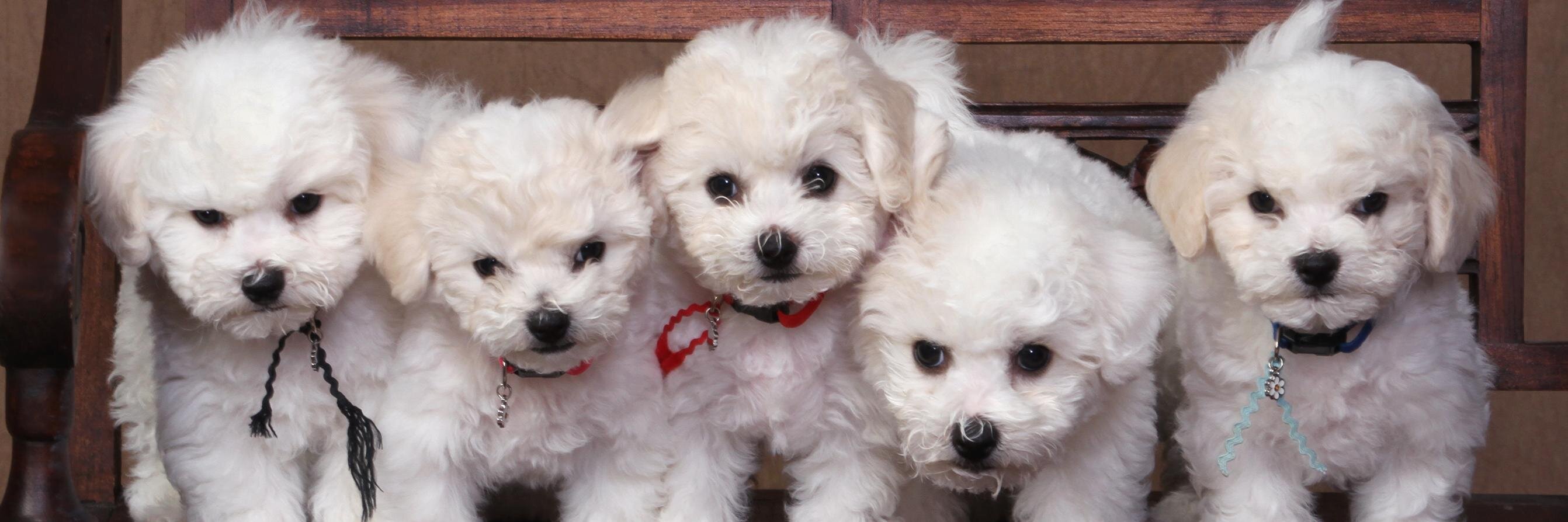 MinnesotaDogGuy's profile banner image