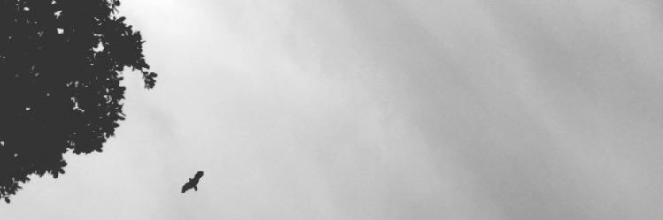 ufl99's profile banner image