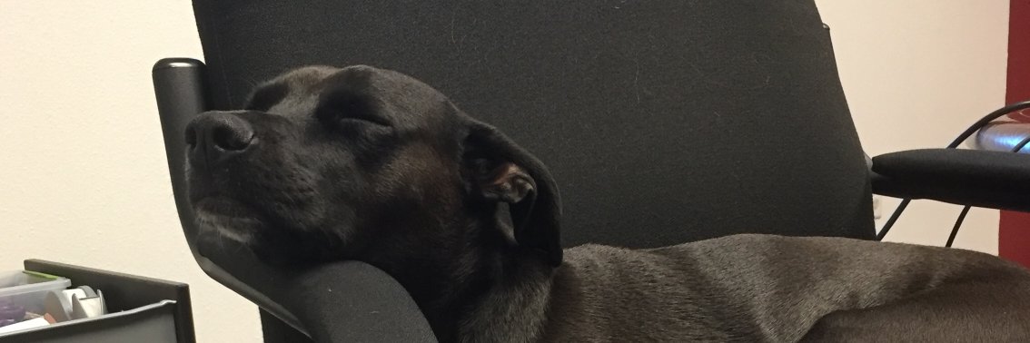 TheChannelDog's profile banner image