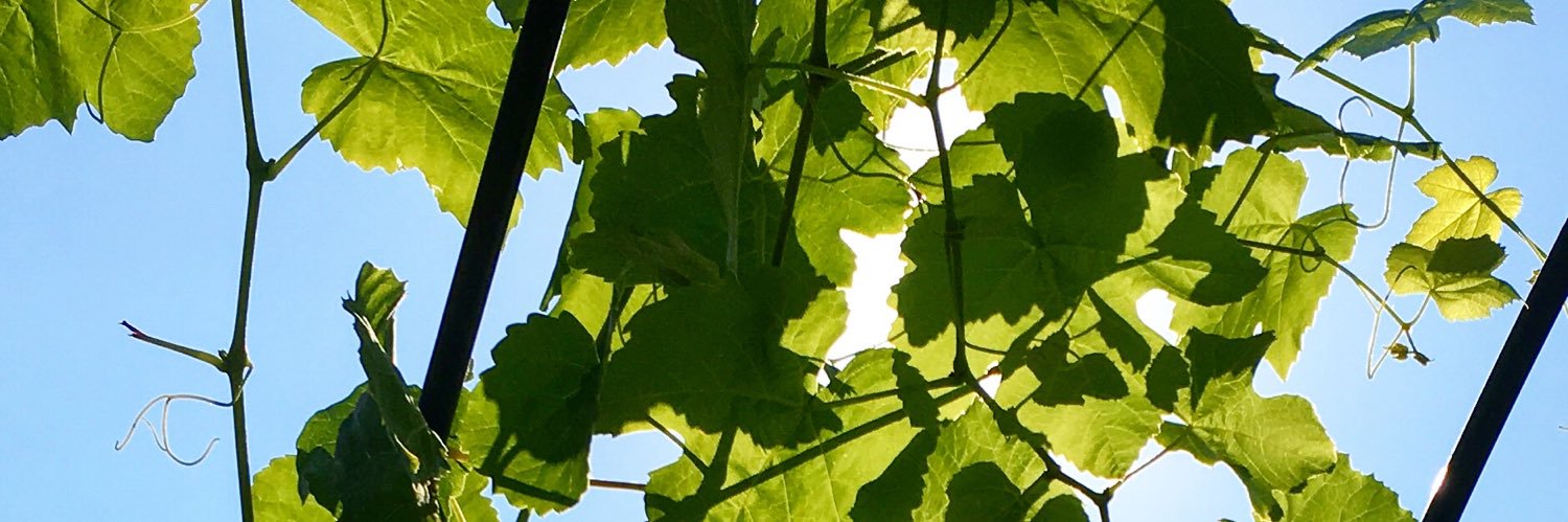 evaverrijt's profile banner image