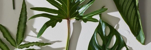 lukesbloom's profile banner image