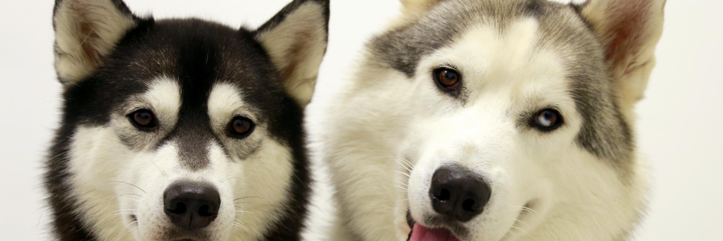 fluffywolfhusky's profile banner image