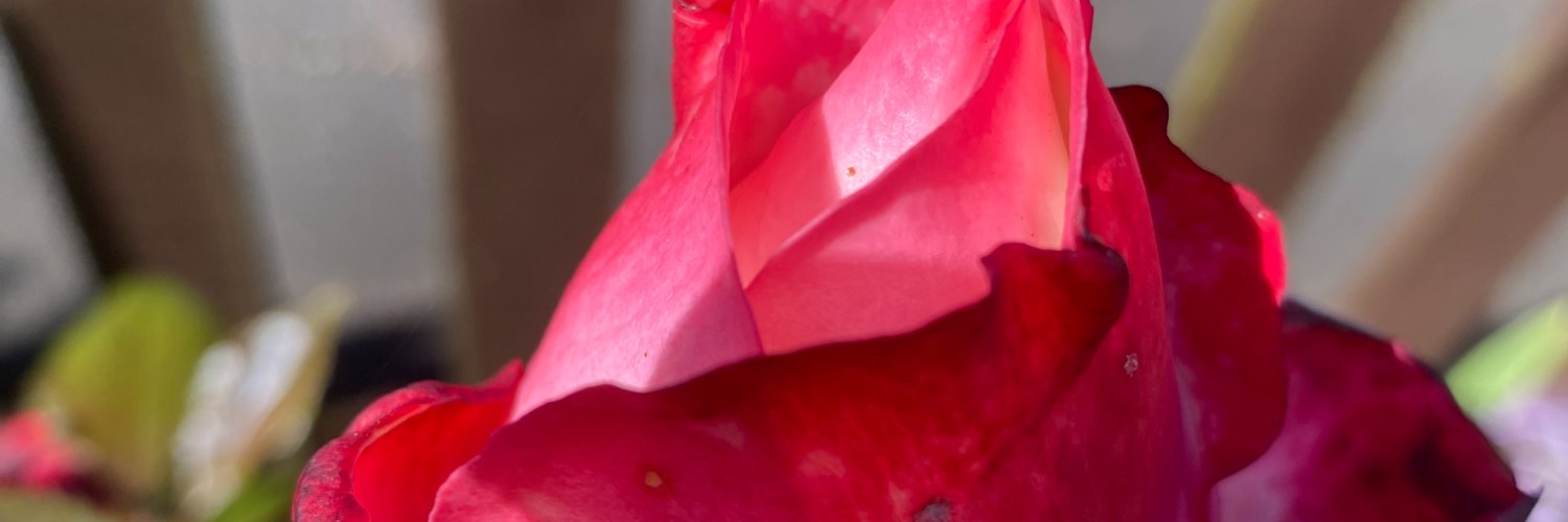 DebbieAmott's profile banner image