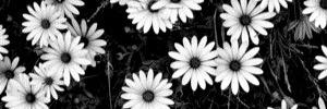 unradicoool1D's profile banner image