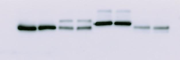 LymeScienceAlly's profile banner image