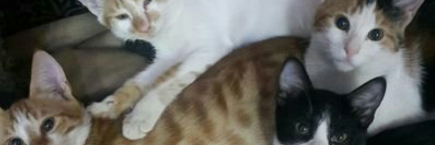 برق ورعد⚡🌩 banner