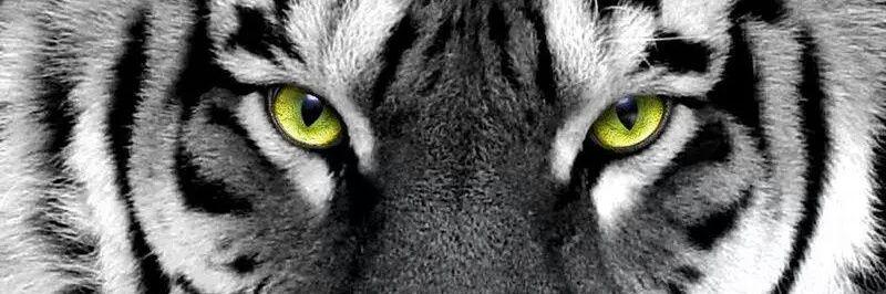 amimatadewa's profile banner image