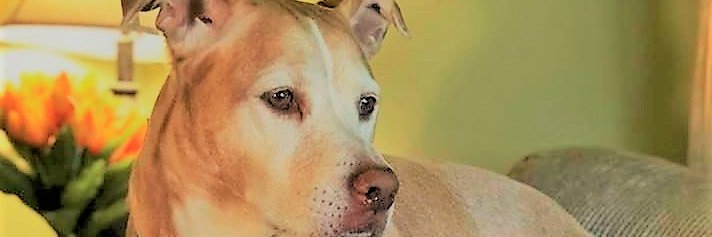 NOLAsDog's profile banner image