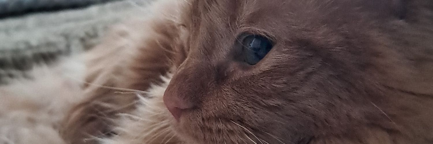 ismaelpitin's profile banner image