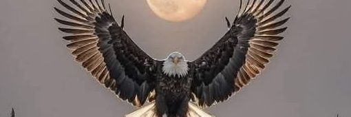 avelifselvi's profile banner image