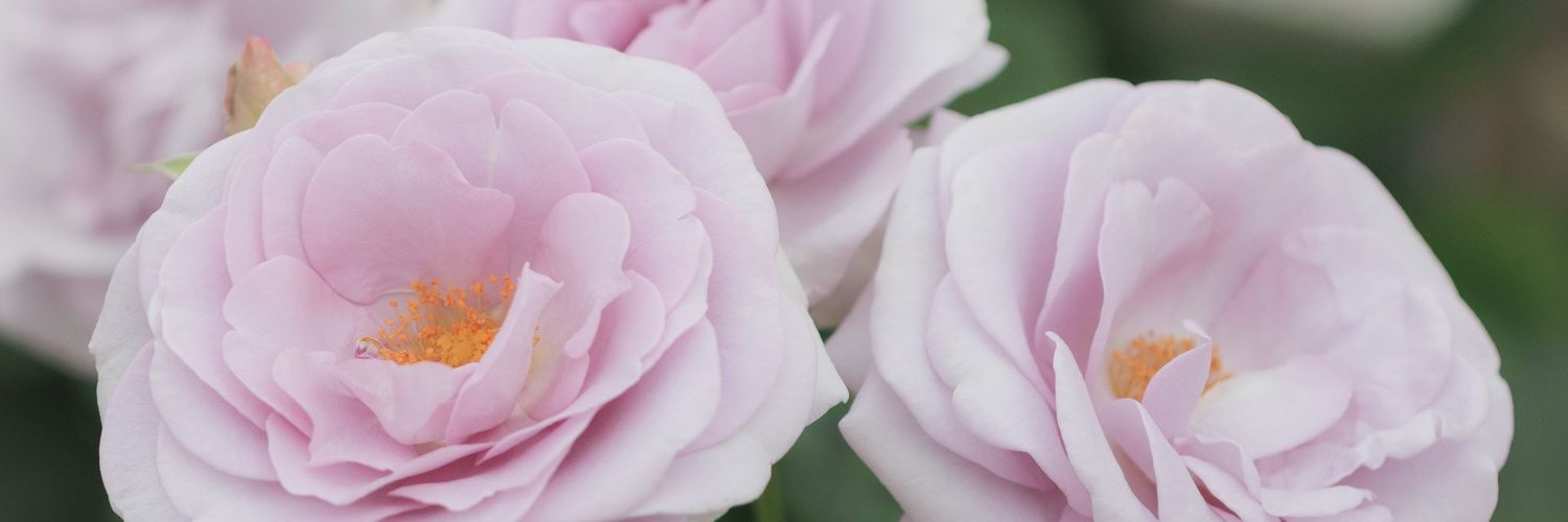 sho_monmon61's profile banner image