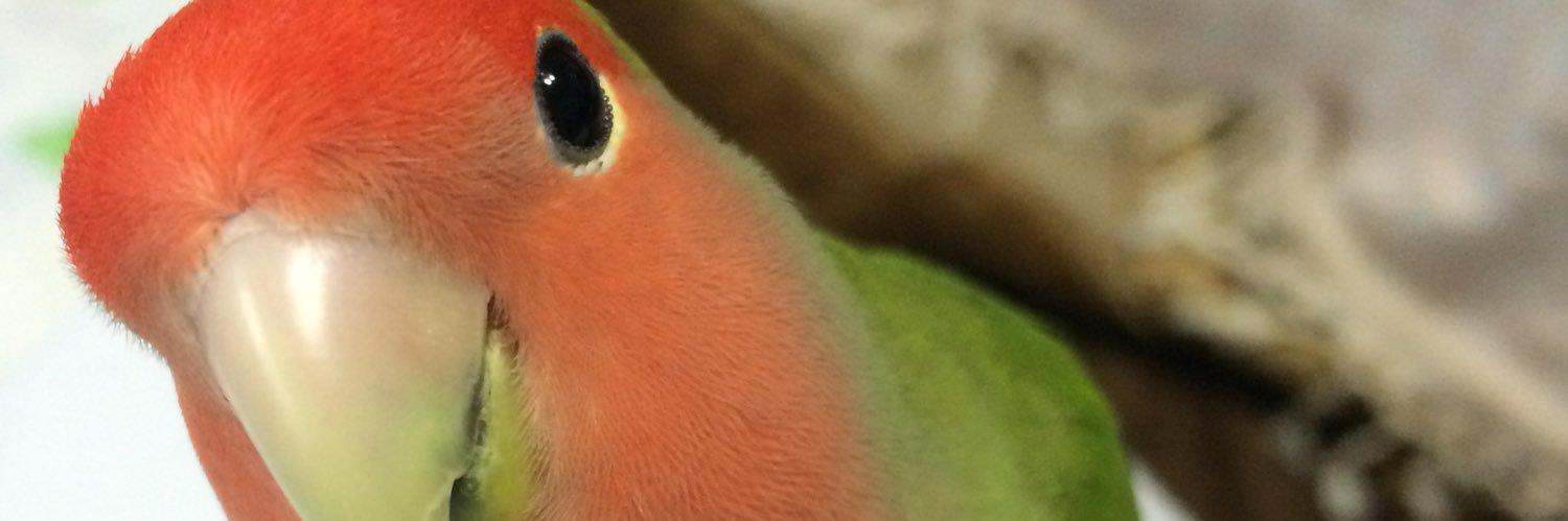 chick0en8's profile banner image