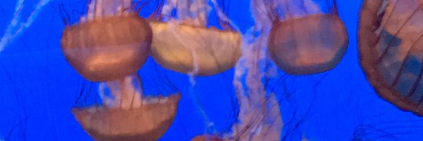 scechapman Profile Banner