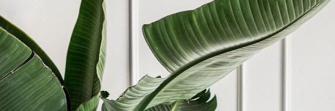 LuFreijomil's profile banner image