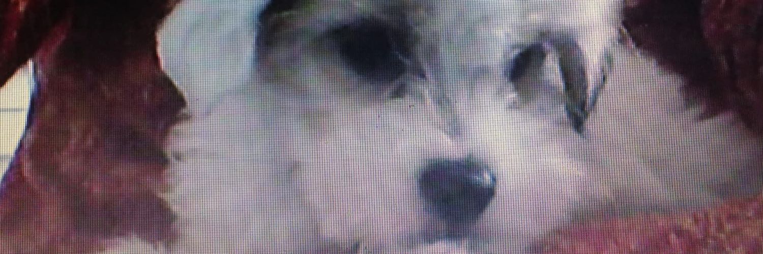 silbegal's profile banner image