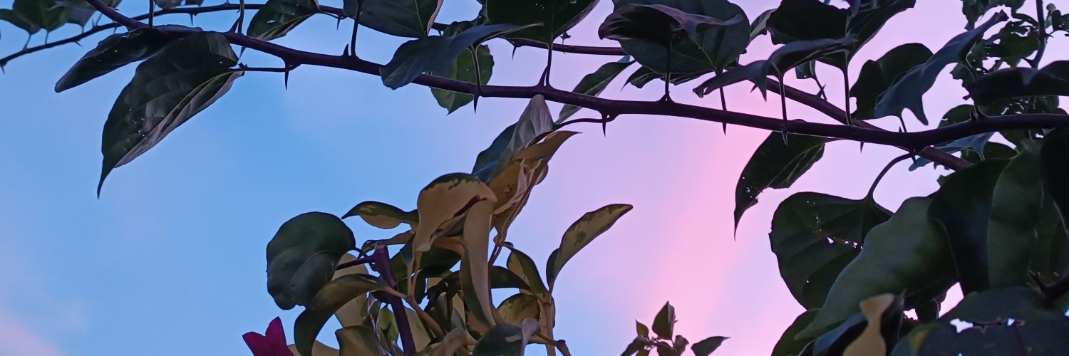 Br a v ō Cabba l le r o banner