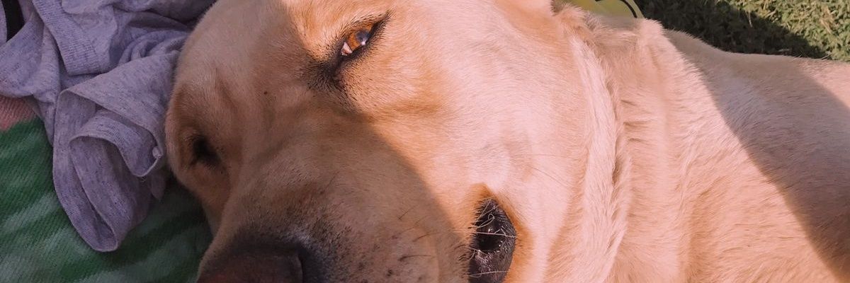 pupimeschini01's profile banner image